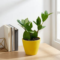 כד קרמיקה חלק צהוב קוטר 13