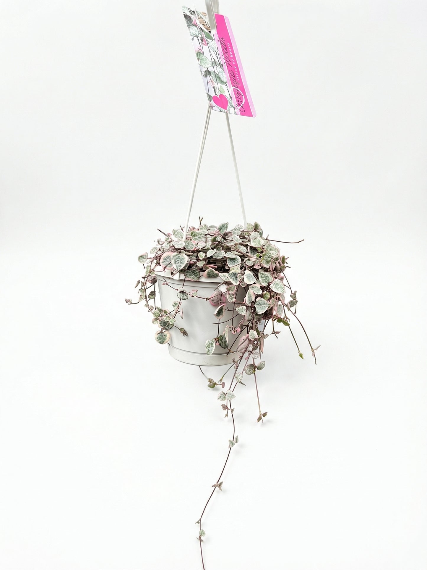 שעוונית מגוונת | בינוני-1-nan.png.png