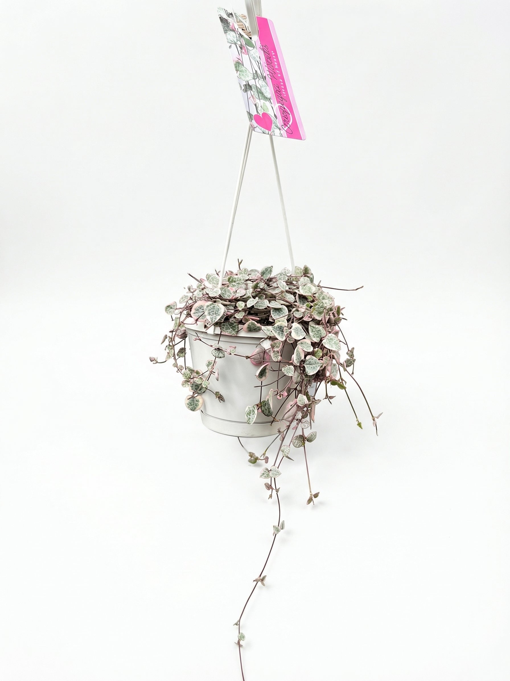 שעוונית מגוונת | בינוני-1-nan.png.png