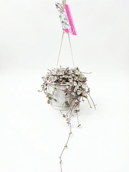 שעוונית מגוונת | בינוני-1-nan.png.png