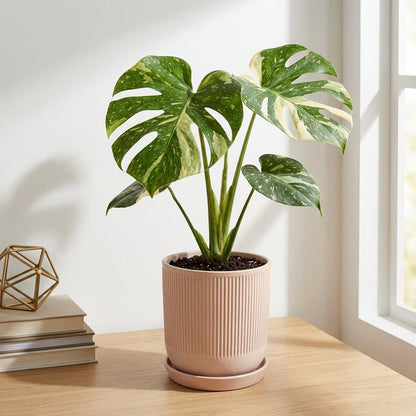 מונסטרה תאי מוטציה