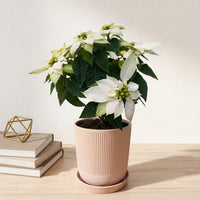 כד פסים שמנת קוטר 13 + תחתית