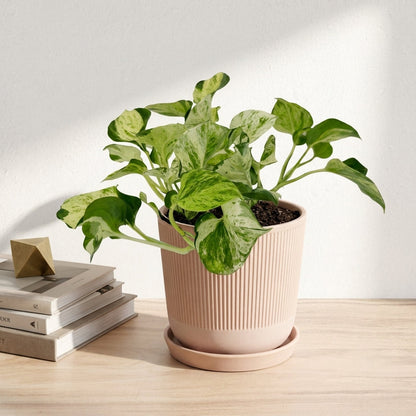 פוטוס מנגולה עציץ קוטר 12 ס״מ