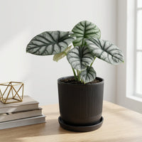 כד פסים שחור קוטר 13 + תחתית