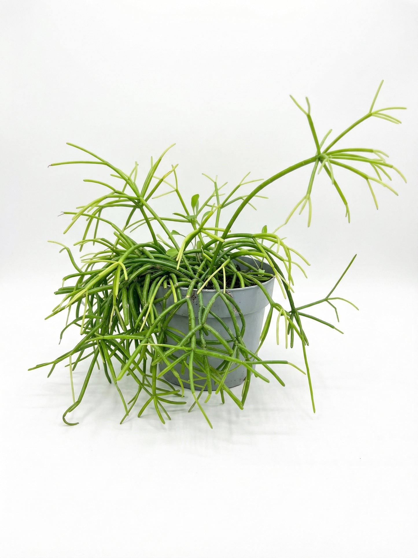 סדום | בינוני-1-nan.png.png