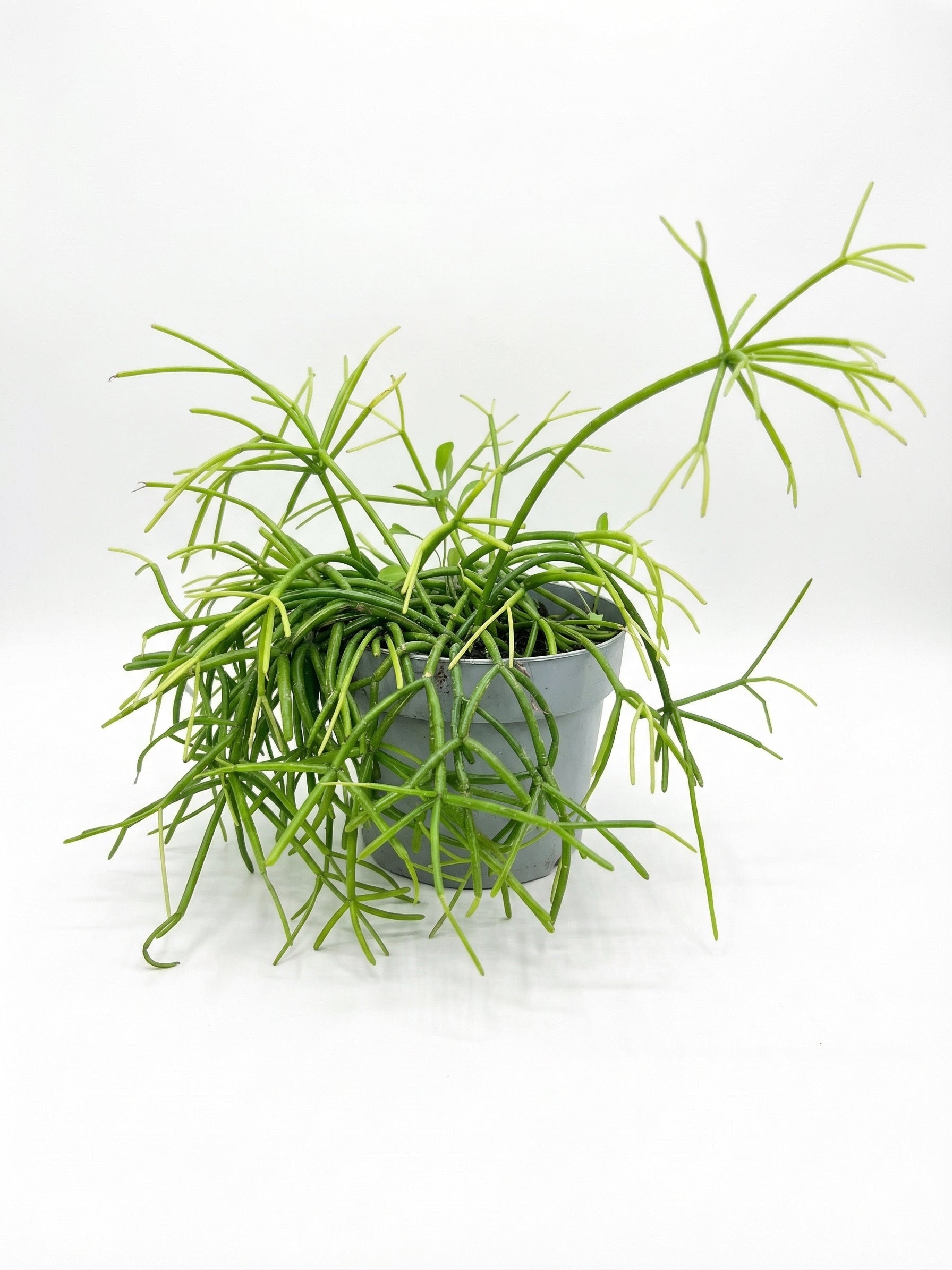 סדום | בינוני-1-nan.png.png