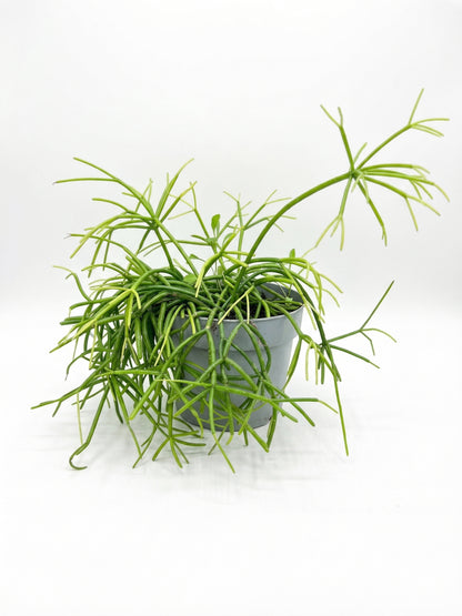 סדום | בינוני-1-nan.png.png