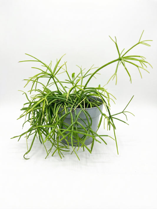 סדום | בינוני-1-nan.png.png