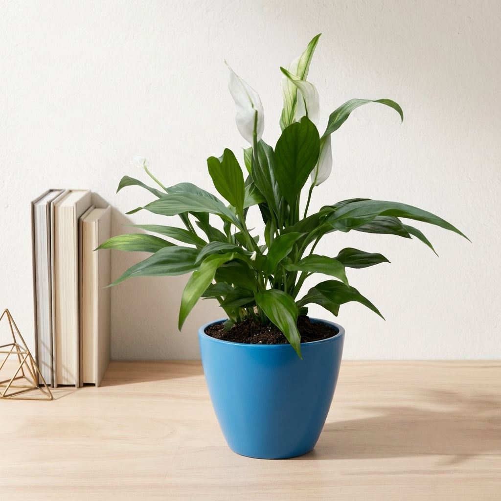 ספטיפיליום בינוני עציץ 12