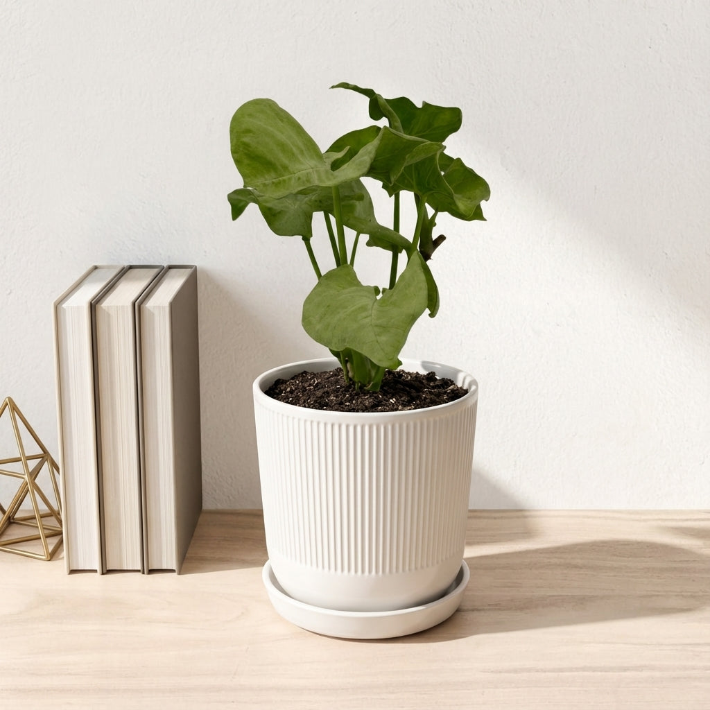 סינגוניום מילק קונפטי