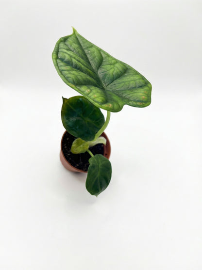 אלוקסיה דרגון סקייל| בייבי-2-nan.png.png