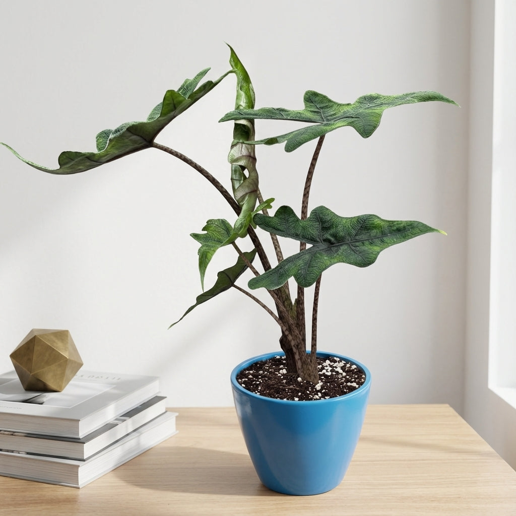 אלוקסיה גקלין קוטר 12