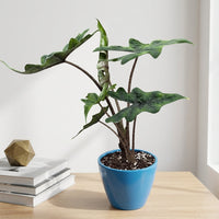 כד קרמיקה חלק כחול קוטר 13