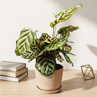 כד פסים שמנת קוטר 13 + תחתית