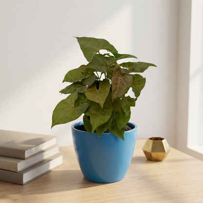 סינגוניום קרם אלוז'ן