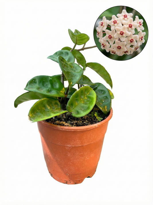 הויה קרינקל | בינוני-1-nan.png.png