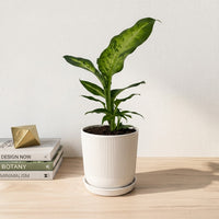 כד פסים לבן קוטר 13 + תחתית