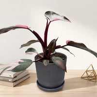 כד פסים שחור קוטר 13 + תחתית