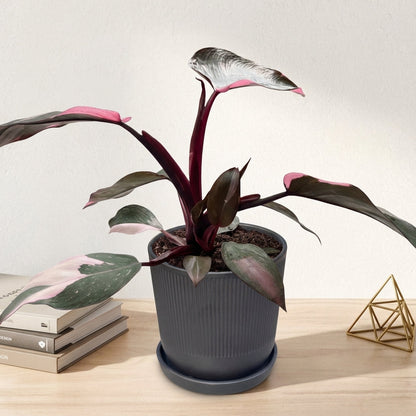 פילונדנדרון פינק פרינסס קוטר 12