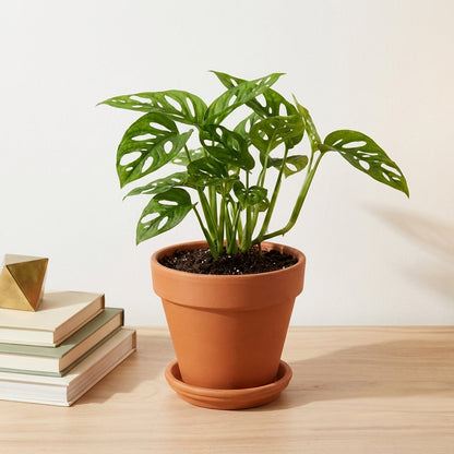 מונסטרה אדנסוניי