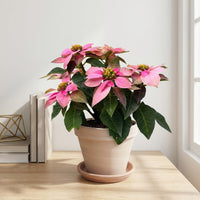 כד טרקוטה בהיר קוטר 16 + תחתית