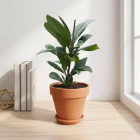 כד טרקוטה חום קוטר 15 + תחתית