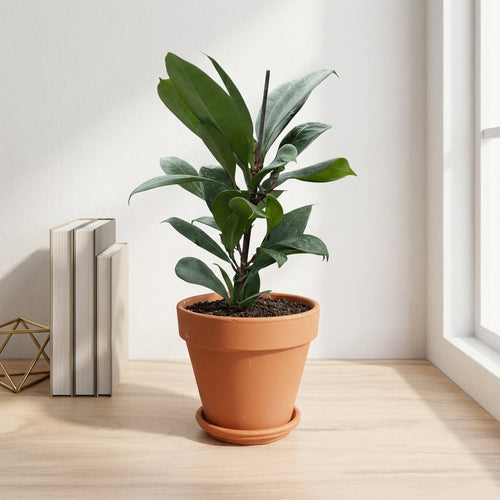 פיקוס בנגלי קוטר 12