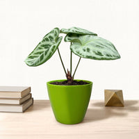 כד קרמיקה חלק ירוק קוטר 13