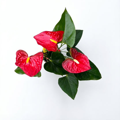 2-אנטוריום פורח קטן-nano.png.png