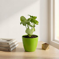 כד קרמיקה חלק ירוק קוטר 13