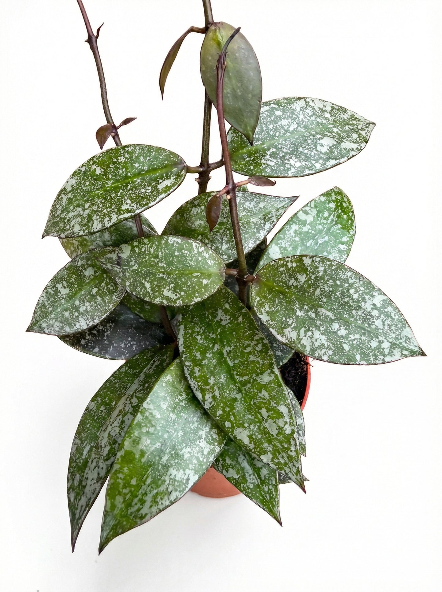 הויה נאבאוונסיס ספלאש | בייבי-2-nan.png.png