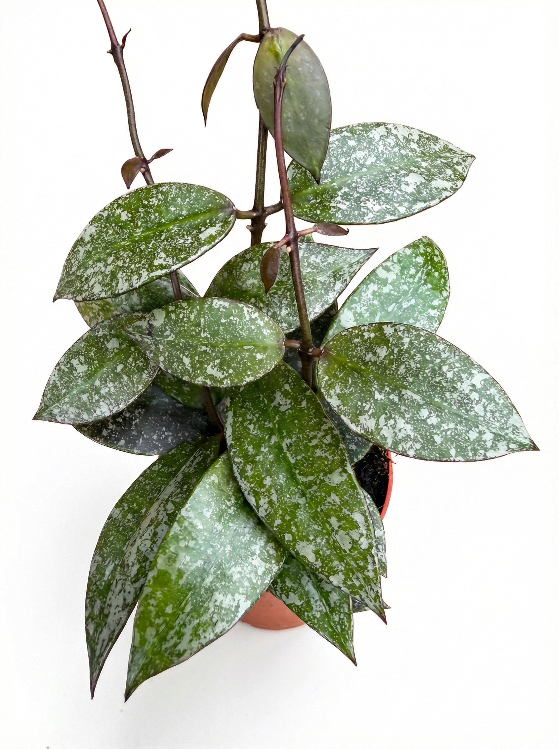 הויה נאבאוונסיס ספלאש | בייבי-2-nan.png.png