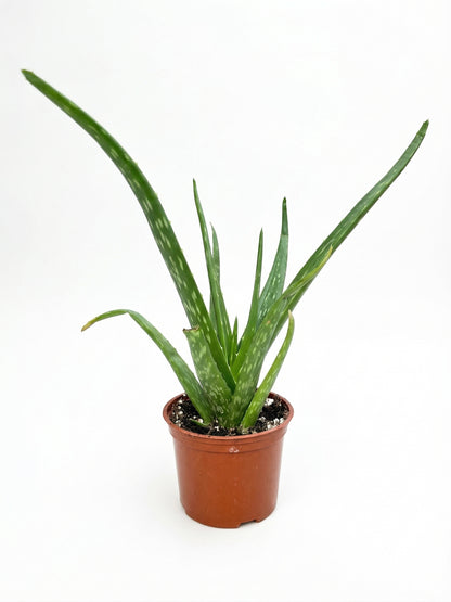 אלוורה | בינוני-1-nan.png.png