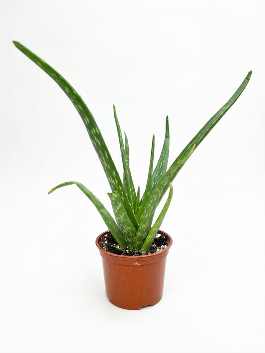 אלוורה | בינוני-1-nan.png.png