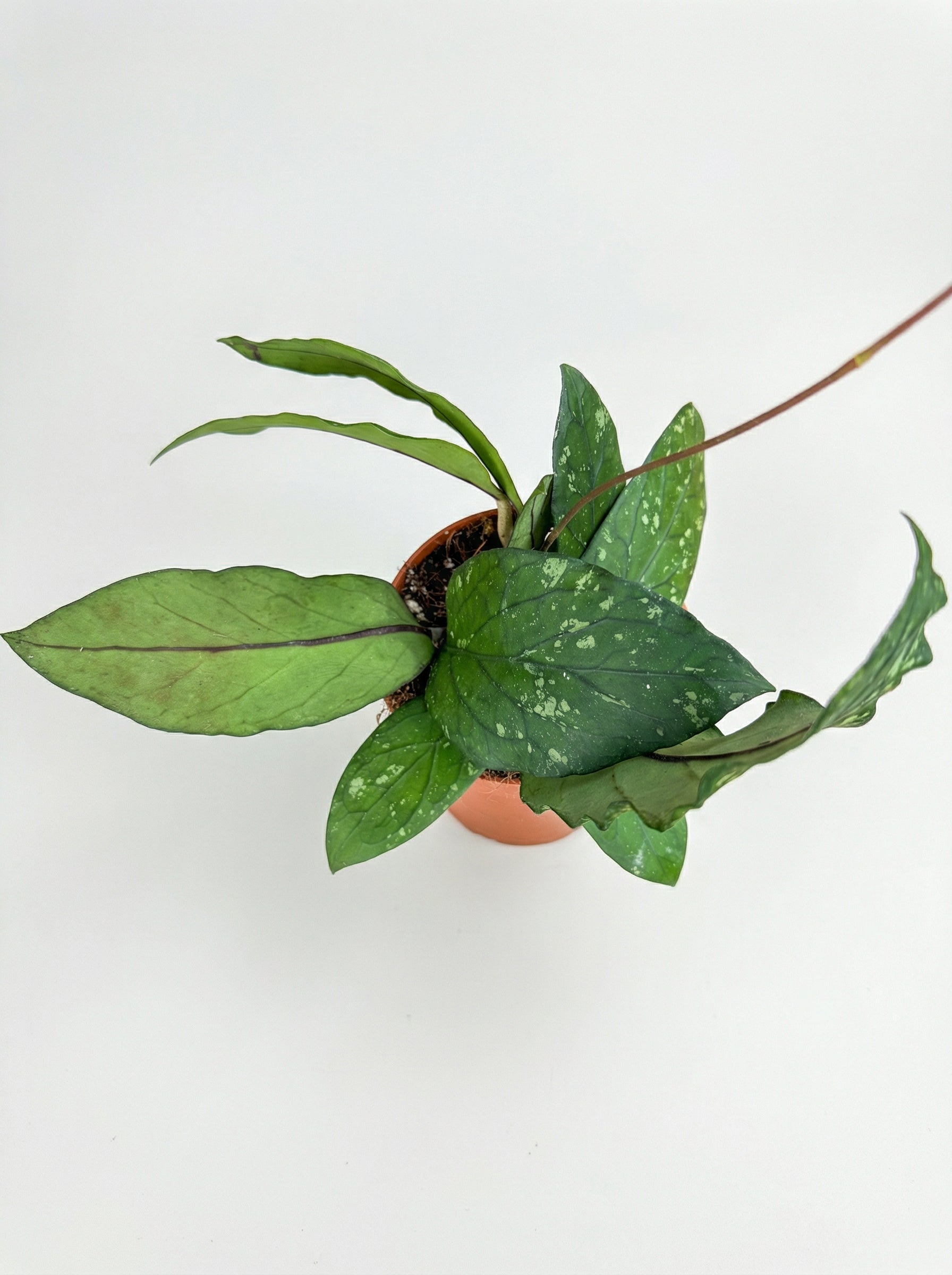 הויה SP גאין | בינוני-2-nan.png.png