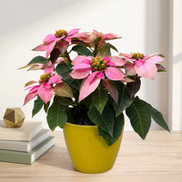 כד קרמיקה חלק צהוב קוטר 13