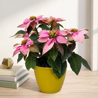 חלבלוב ורוד