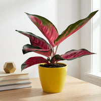 כד קרמיקה חלק צהוב קוטר 13