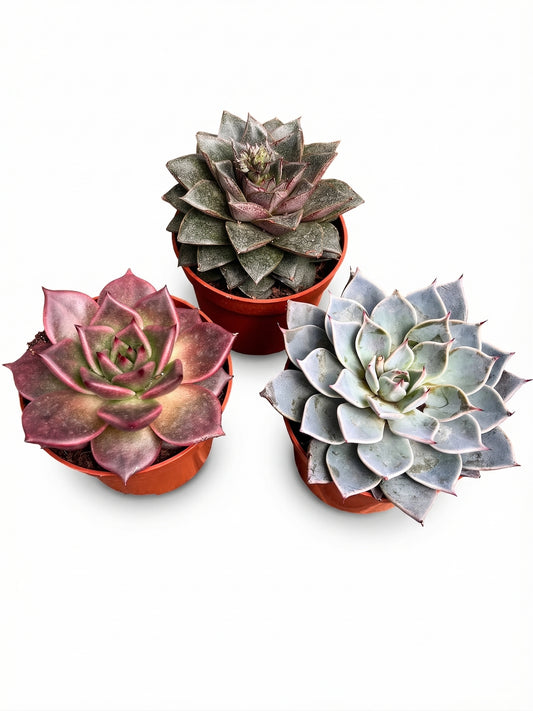 סוקולנט בהפתעה | בינוני-1-nan.png.png