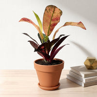 כד טרקוטה חום קוטר 15 + תחתית