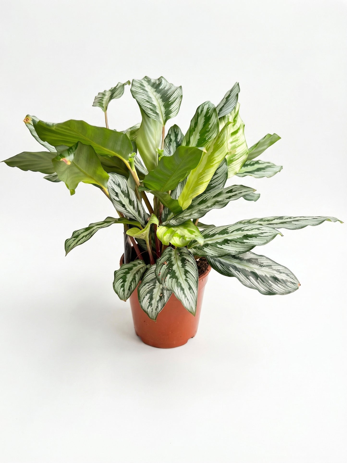 קלתיאה סילבר סטאר | בינוני-1-nan.png.png