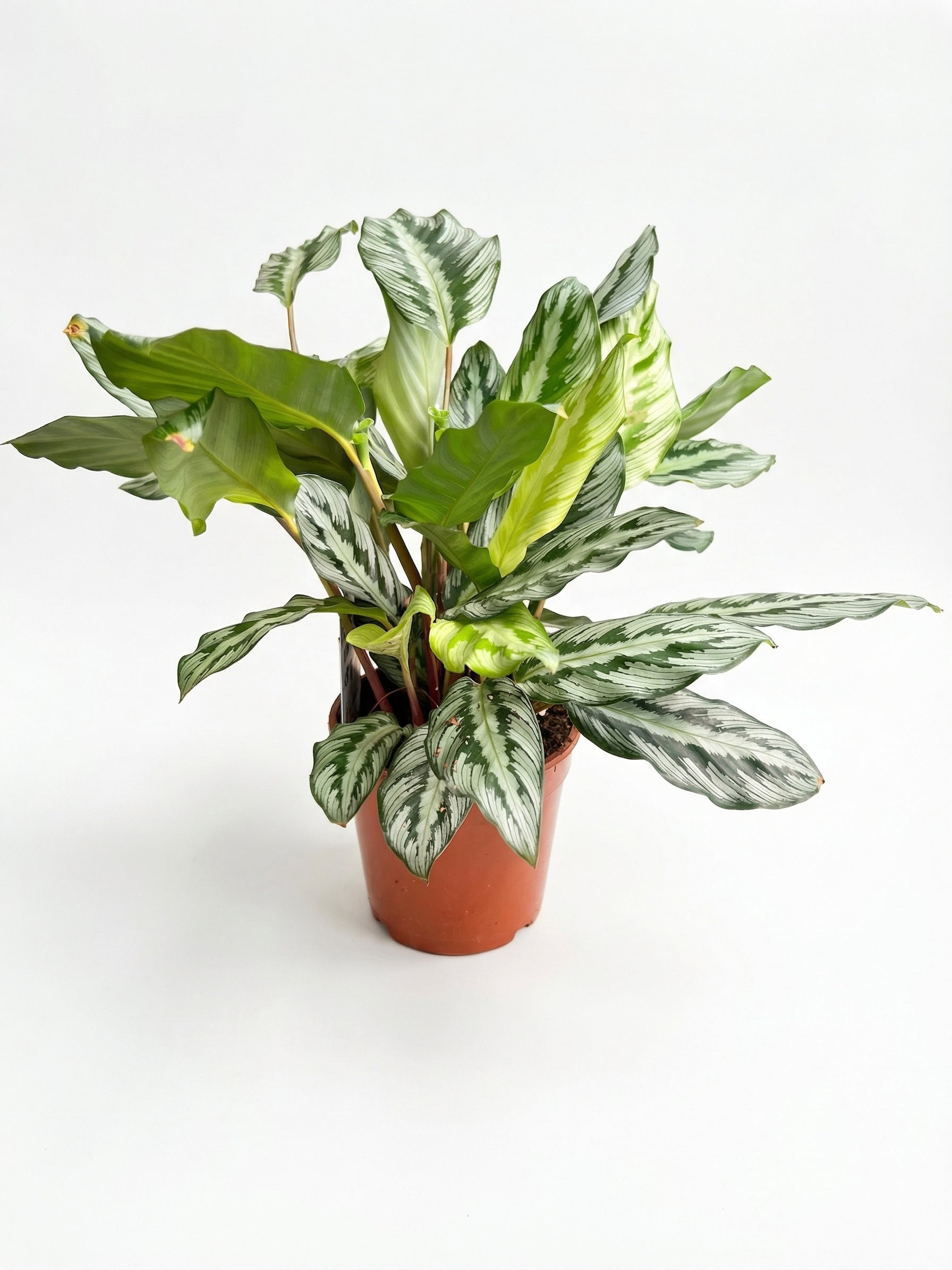 קלתיאה סילבר סטאר | בינוני-1-nan.png.png