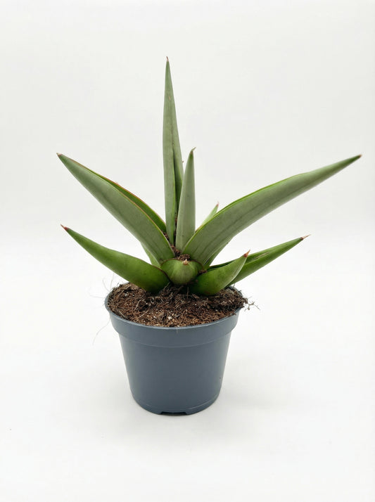 סנסוויריה סוואן דנסר | בייבי-1-nan.png.png