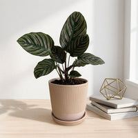 כד פסים שמנת קוטר 13 + תחתית