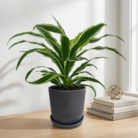 כד פסים שחור קוטר 13 + תחתית