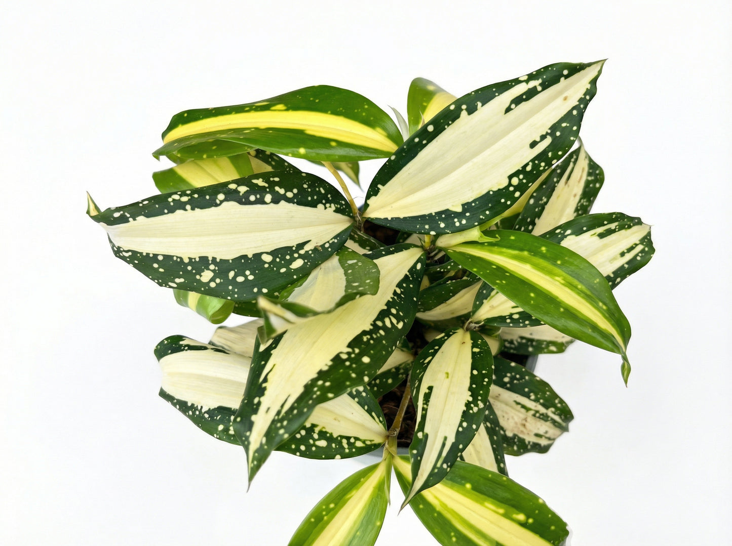 דרצנה מילקי ווי | בינוני-3-nan.png.png