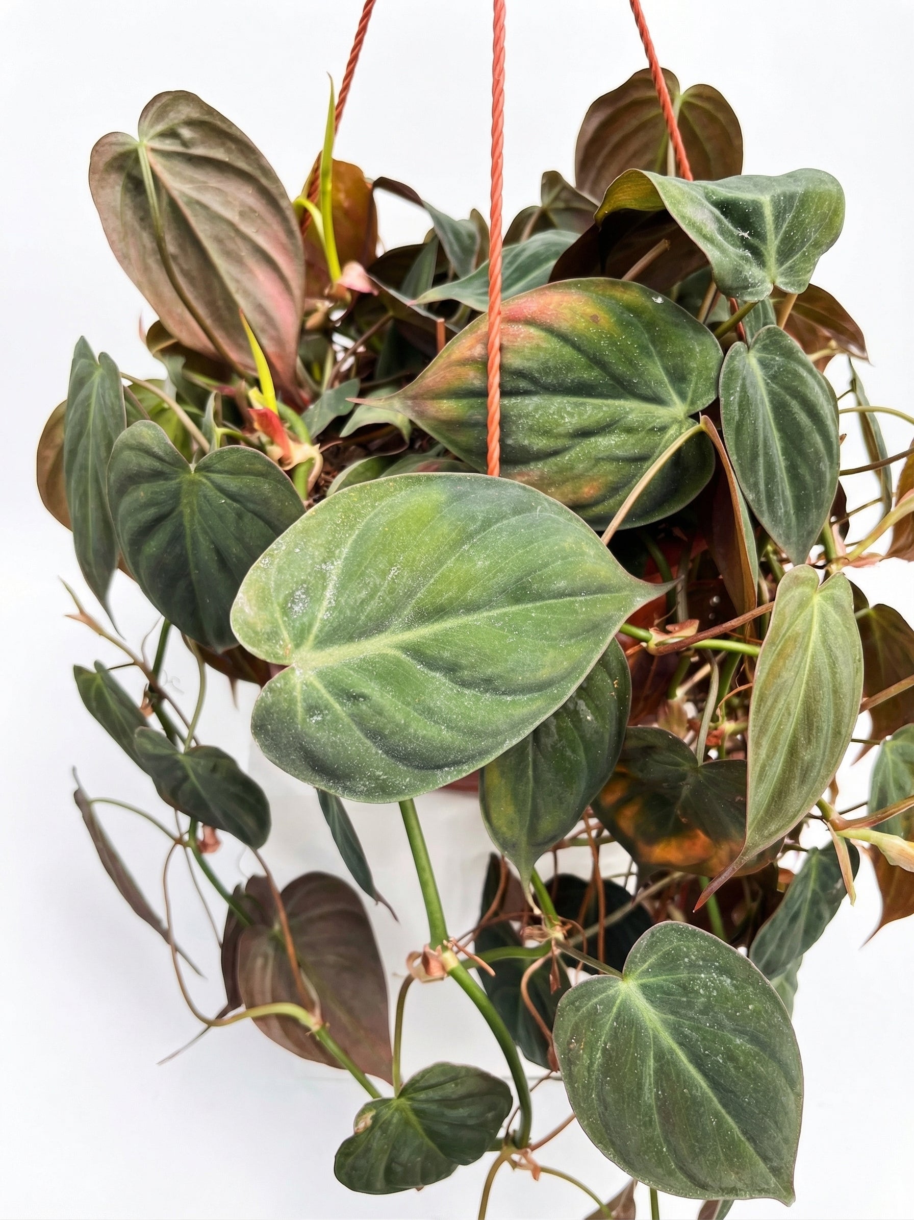 פילדנדרון מיקנס | בינוני-3-nan.png.png