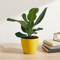 כד קרמיקה חלק צהוב קוטר 13