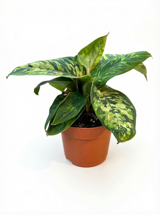 הומלומנה קמופלאג | בינוני-1-nan.png.png