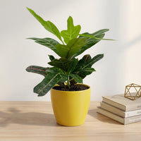 כד קרמיקה חלק צהוב קוטר 13